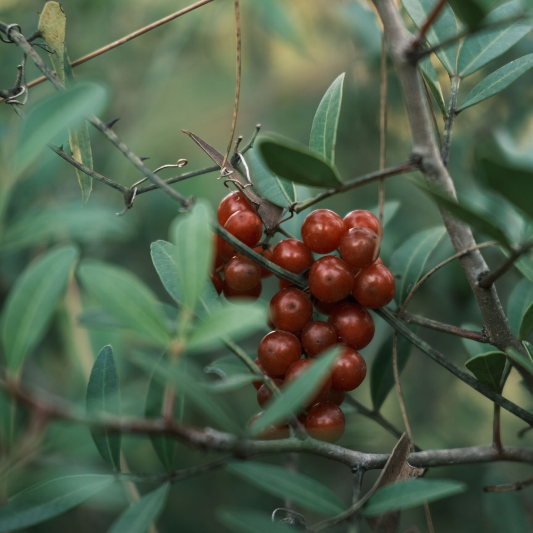 Rote Baie-Rose-Beeren in Trauben am Strauch, zwischen schmalen grünen Blättern