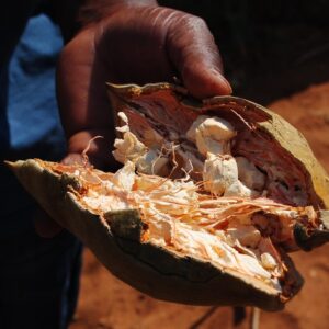 Baobab-Fruchtpulver (60g im Standbodenbeutel) – Superfrucht vom “Baum des Lebens”, direkt aus dem Ursprungsland Madagaskar
