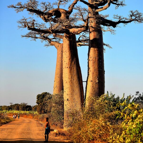 Baobab-Fruchtpulver (60g im Standbodenbeutel) - Superfrucht vom "Baum des Lebens", direkt aus dem Ursprungsland Madagaskar – Bild 3