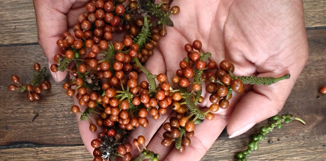 Zwei Hände halten frisch geerntete, orange-rote Voatsiperifery-Beeren mit grünen Stielen über einem Holztisch